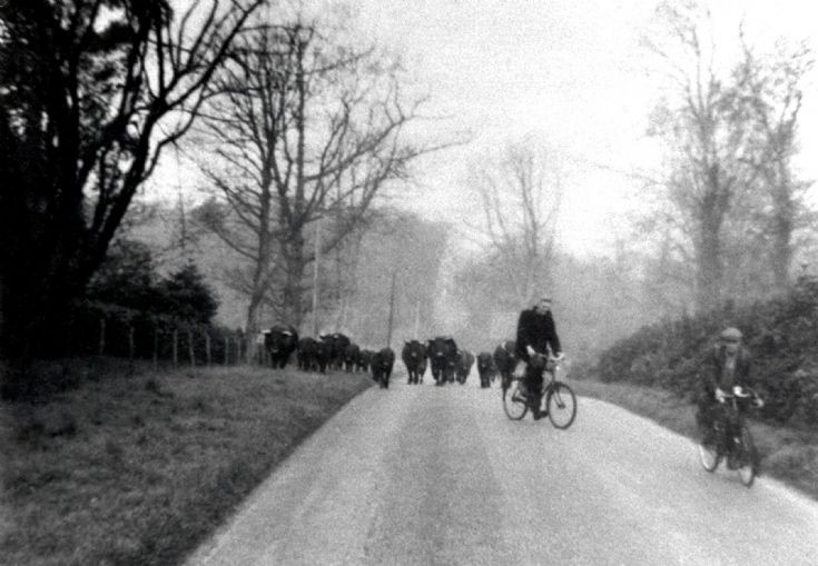 High Beeches cattle driven along Balcombe Lane