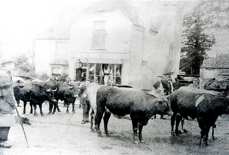 Cattle outside Snelling's butcher's shop