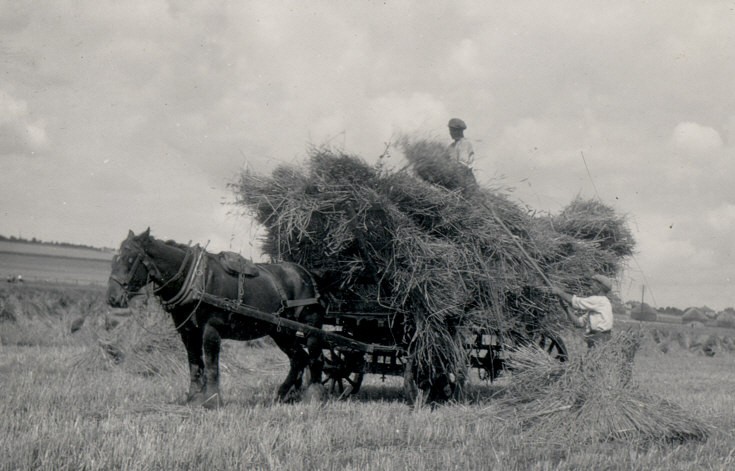 Carting Wheat